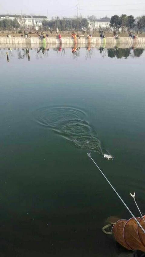 鱼塘垂钓