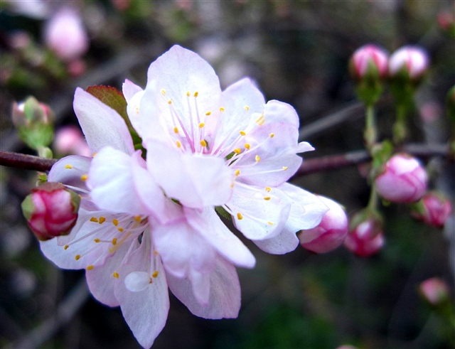 郁李花的花语