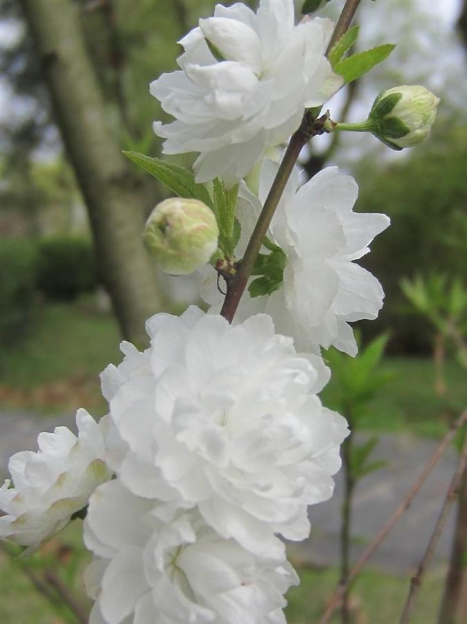 郁李花的花语